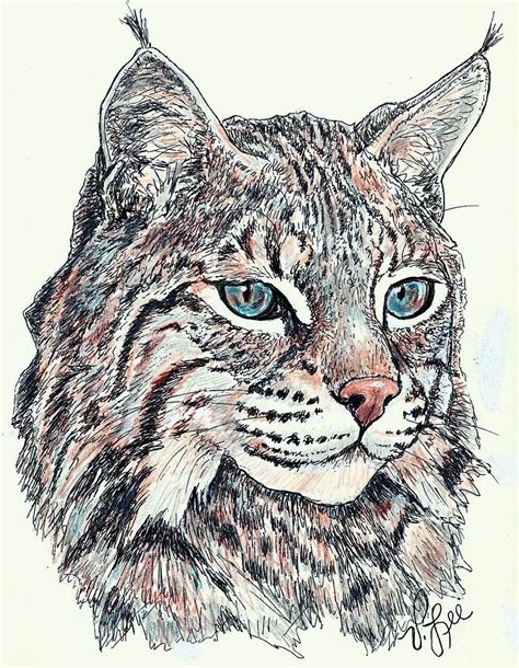 pencil drawings of bobcats